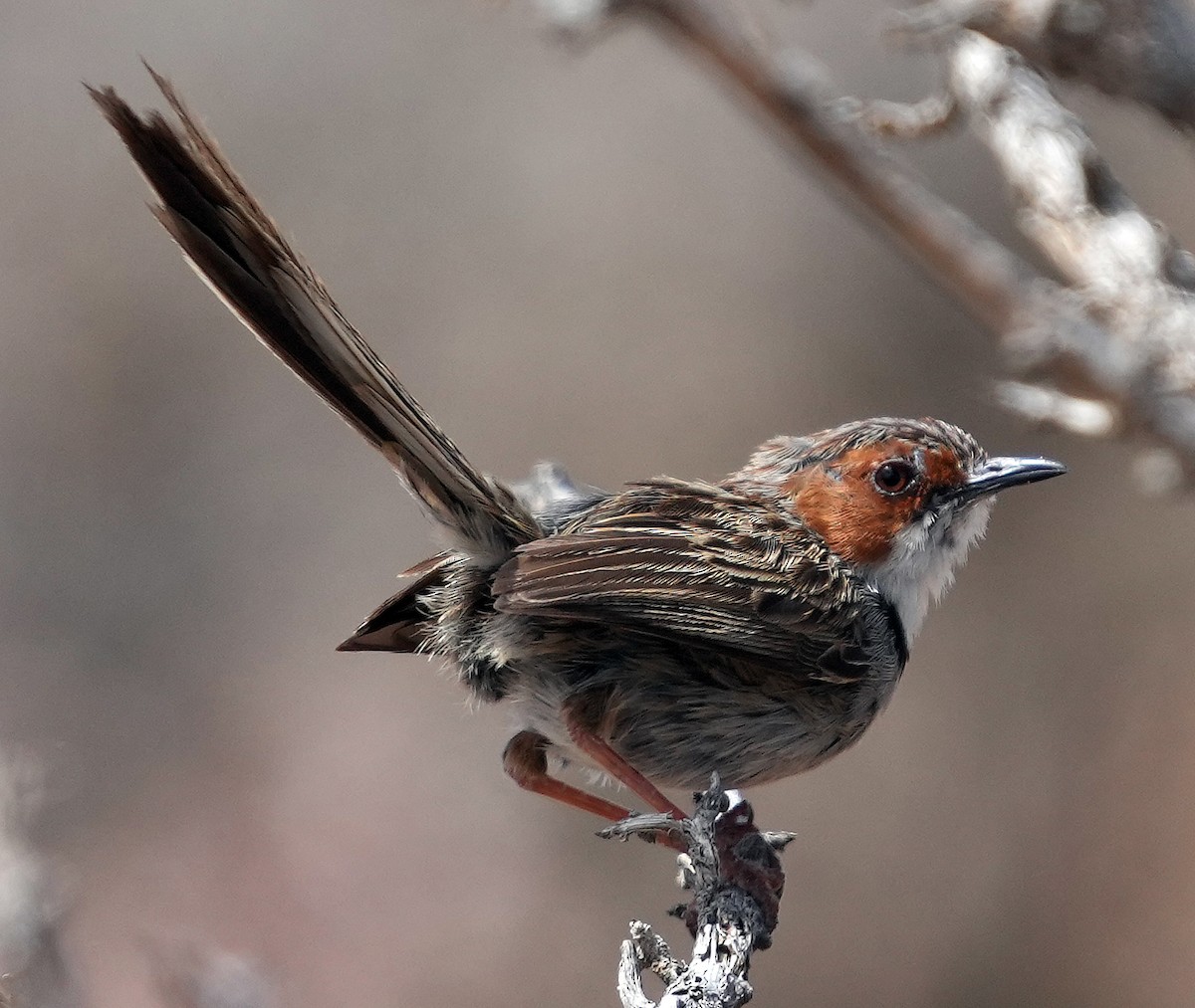 Rufous-eared Warbler - ML640148149