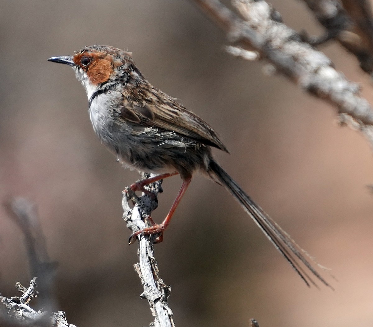 Rufous-eared Warbler - ML640148150
