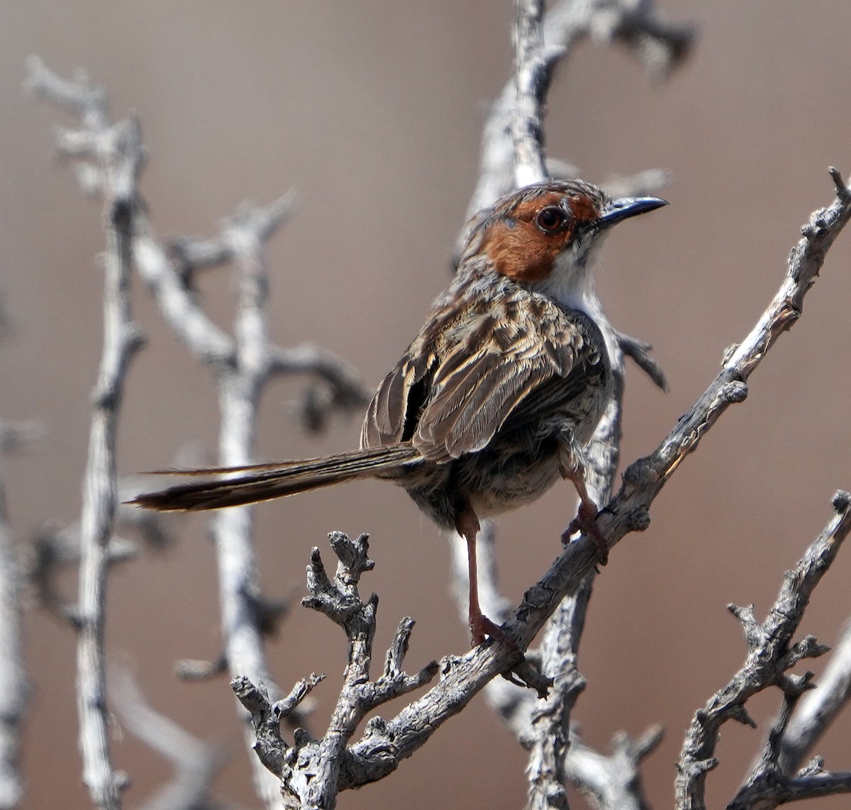Rufous-eared Warbler - ML640148151