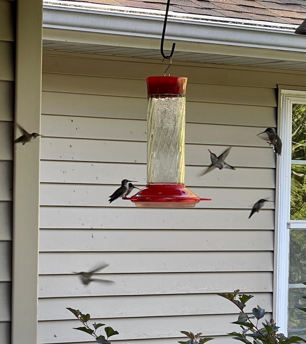 Ruby-throated Hummingbird - ML640148174