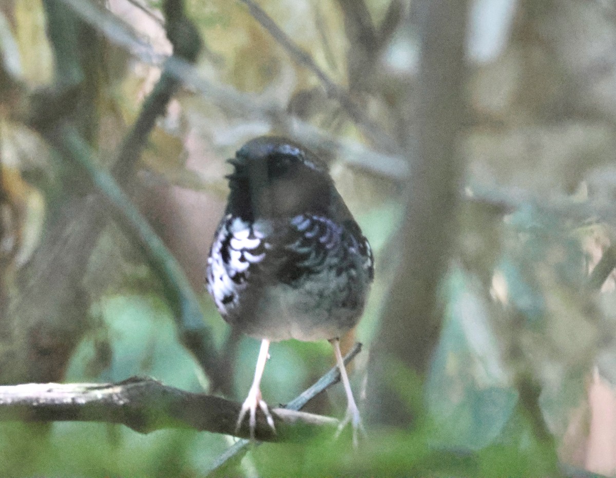 Squamate Antbird - ML640148186