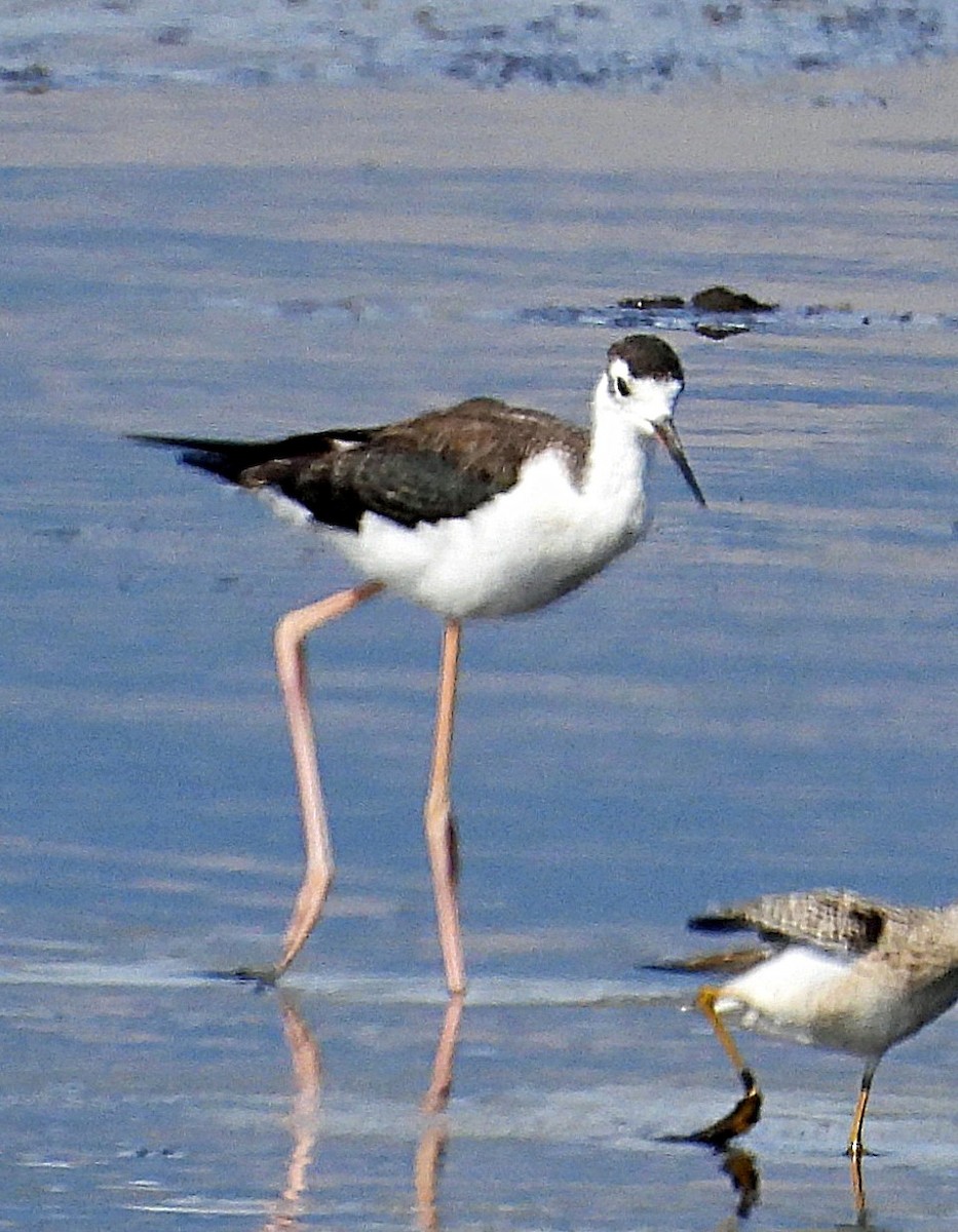 Black-necked Stilt - ML640148226