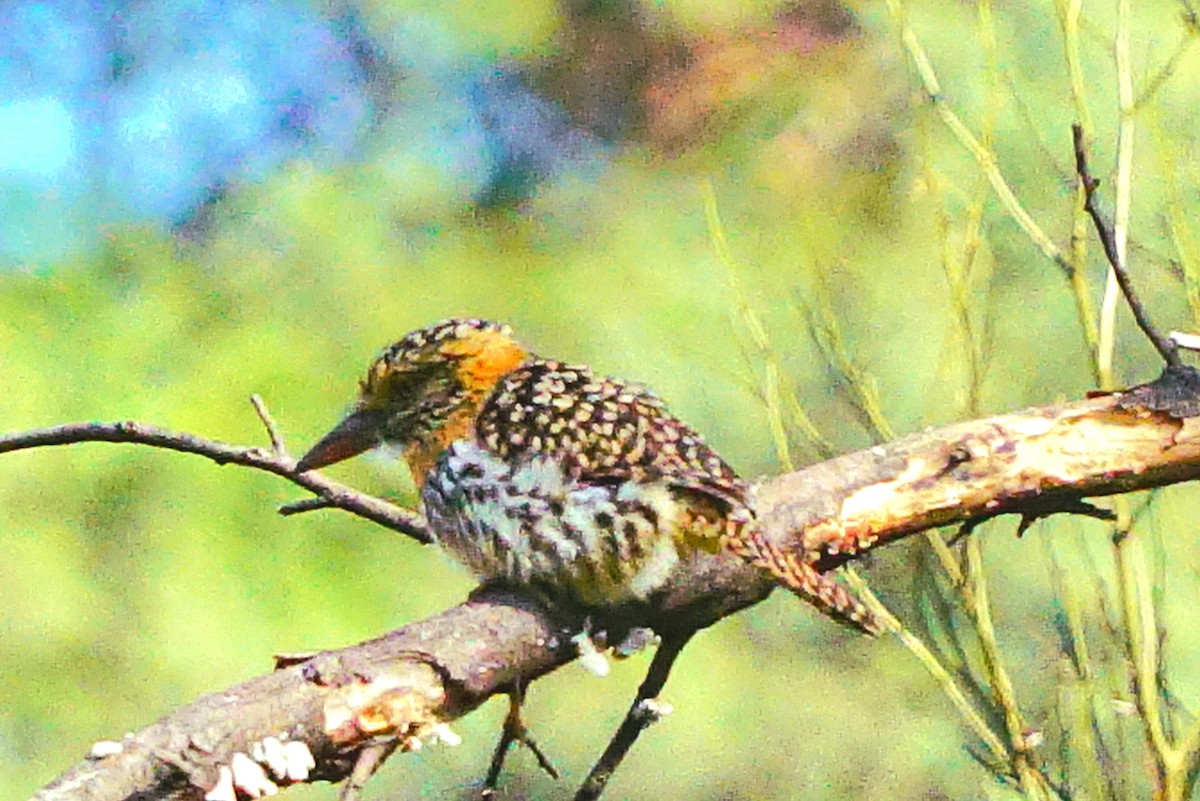 Spot-backed Puffbird - ML640148251