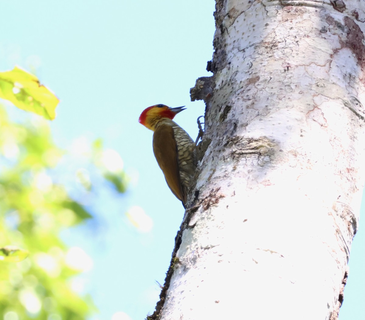 Yellow-throated Woodpecker - ML640148258