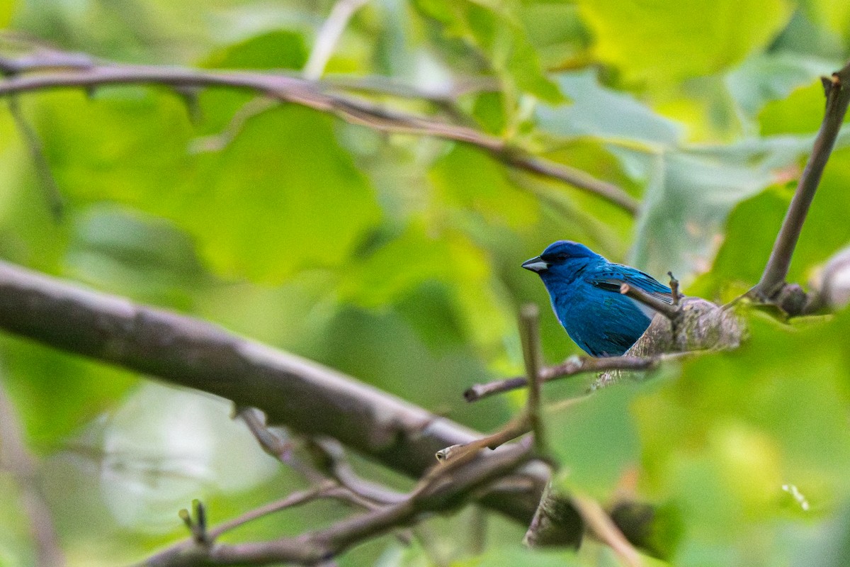 Indigo Bunting - ML640148259