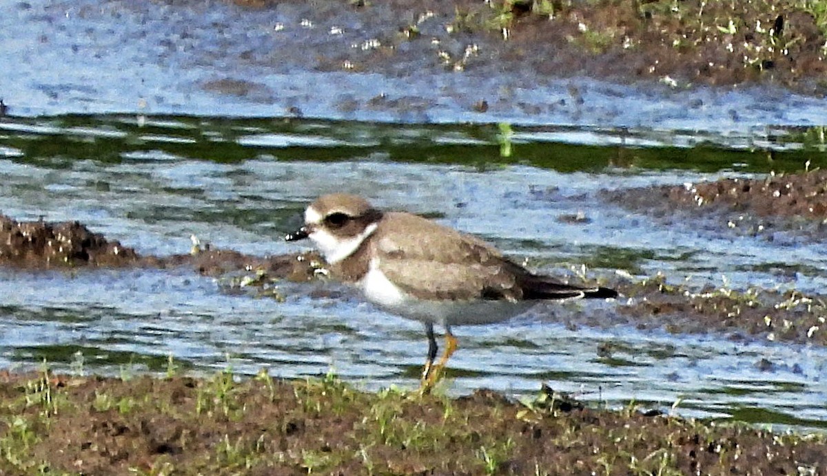Semipalmated Plover - ML640148275