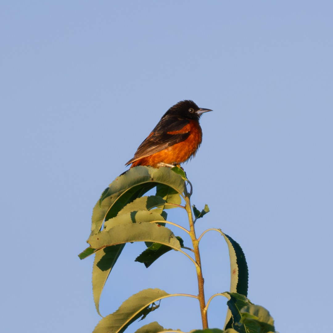 Orchard Oriole - ML640148276
