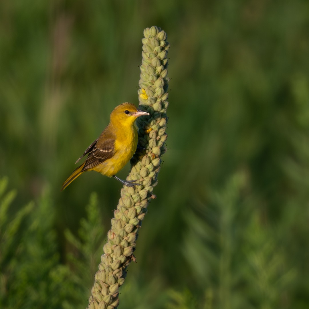 Orchard Oriole - ML640148277