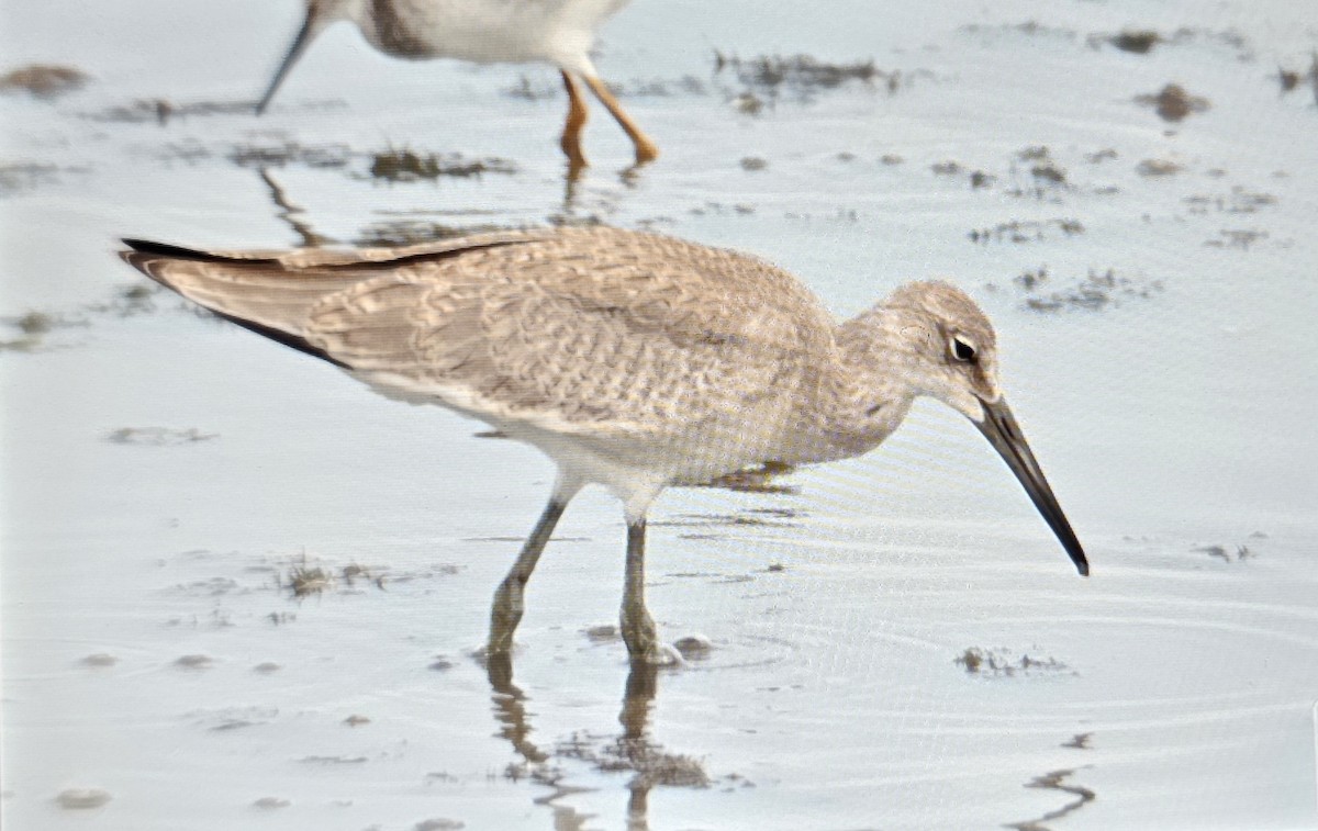 Willet - ML640148295