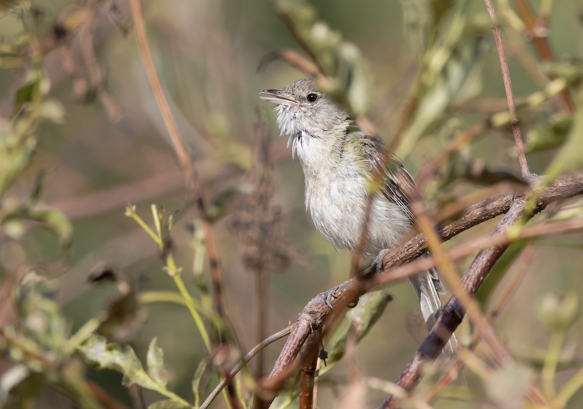 Braunaugenvireo (pusillus) - ML640148317