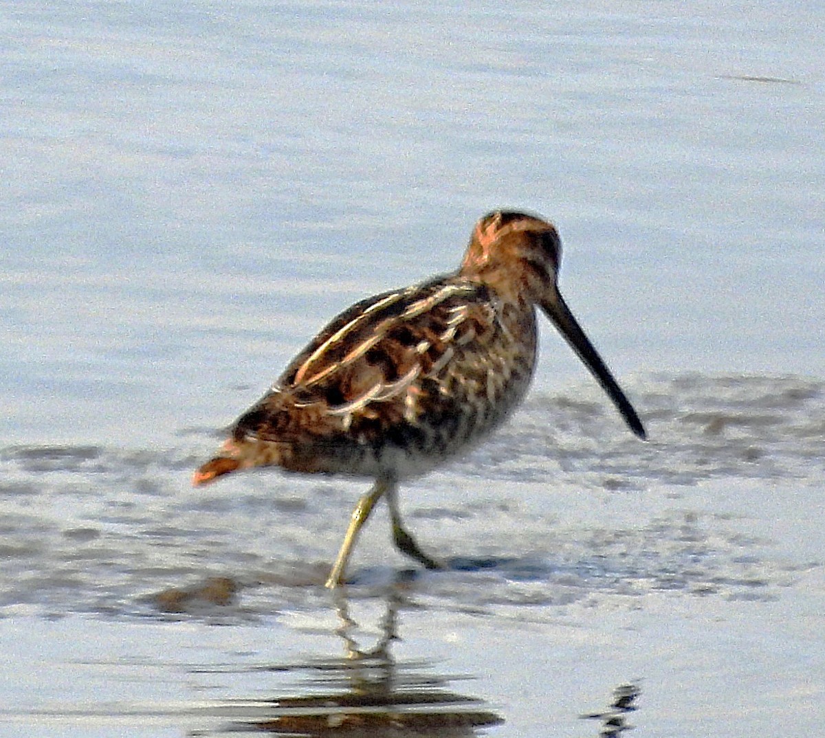 Wilson's Snipe - ML640148328
