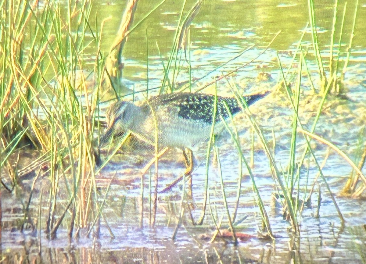 Wood Sandpiper - ML640148381