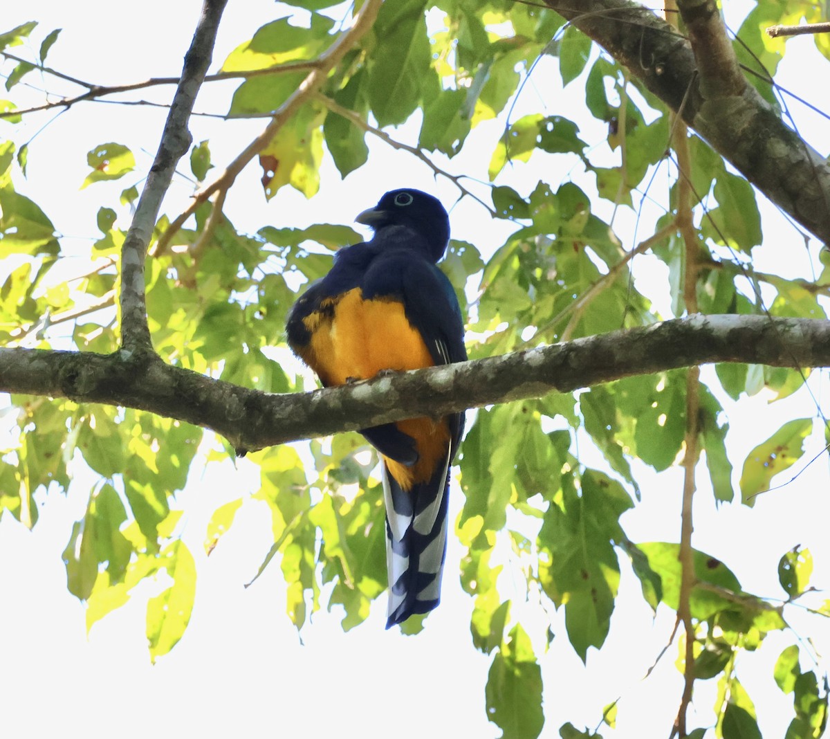 Green-backed Trogon - ML640148393