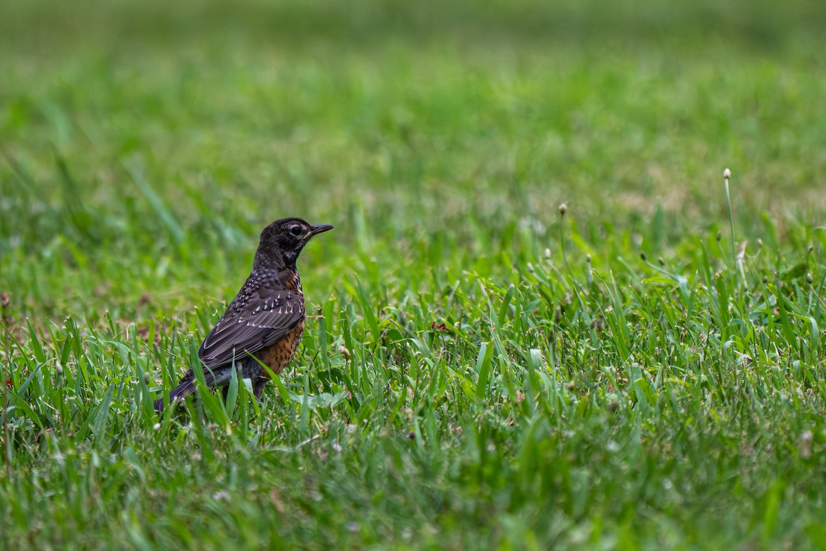 American Robin - ML640148453