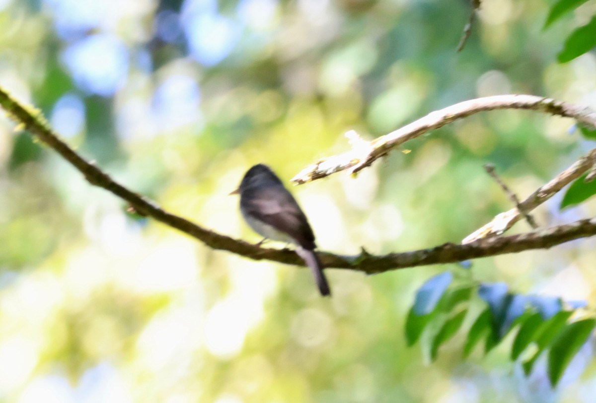 Southern Tropical Pewee - ML640148484
