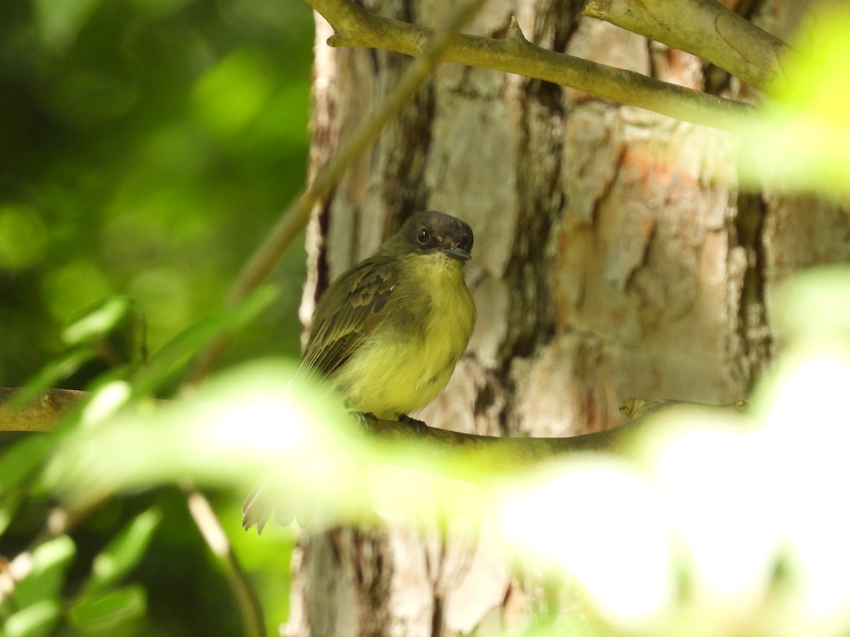 Eastern Phoebe - ML640148488