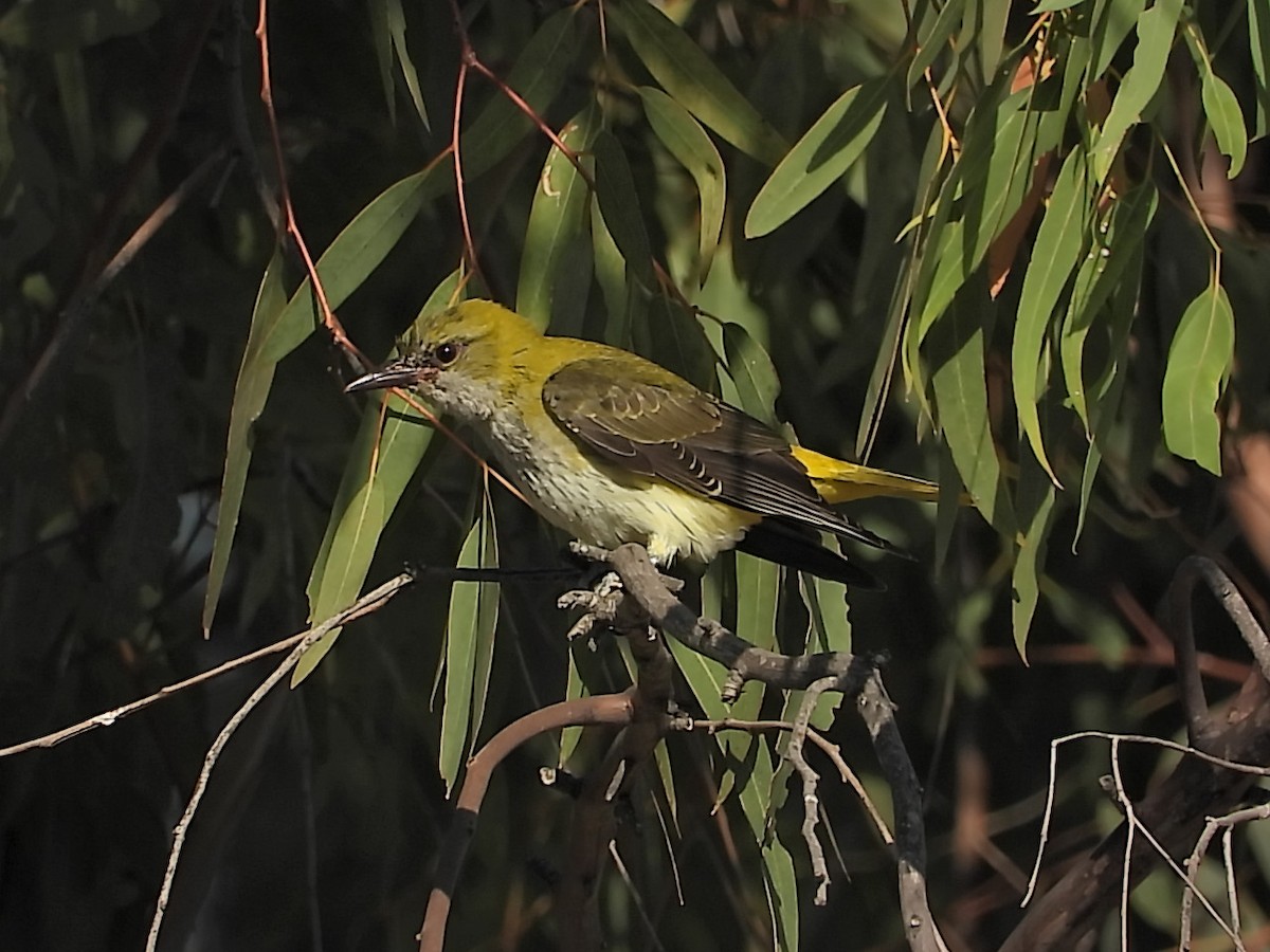 Eurasian Golden Oriole - ML640148499