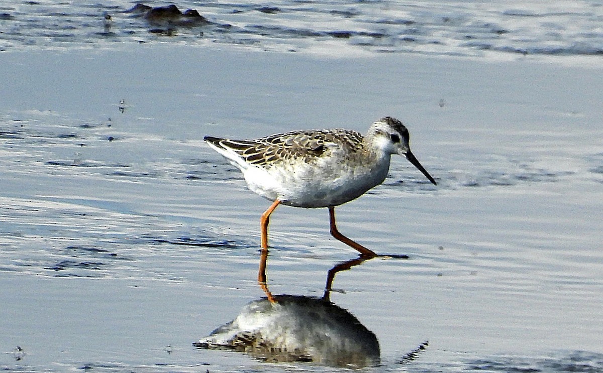 Wilson's Phalarope - ML640148501