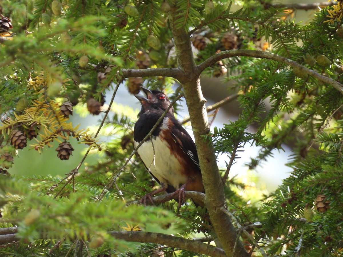 Eastern Towhee - ML640148502
