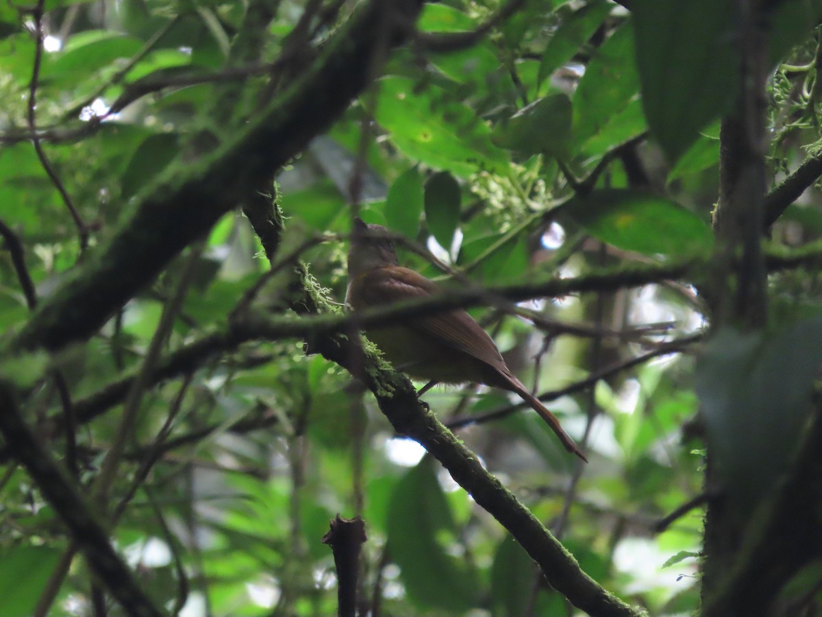 ノドジロモズフウキンチョウ - ML640148514