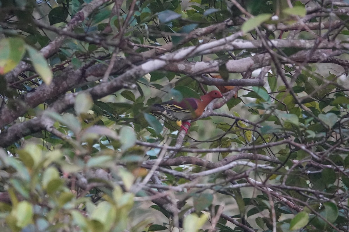 Cinnamon-headed Green-Pigeon - ML640148535