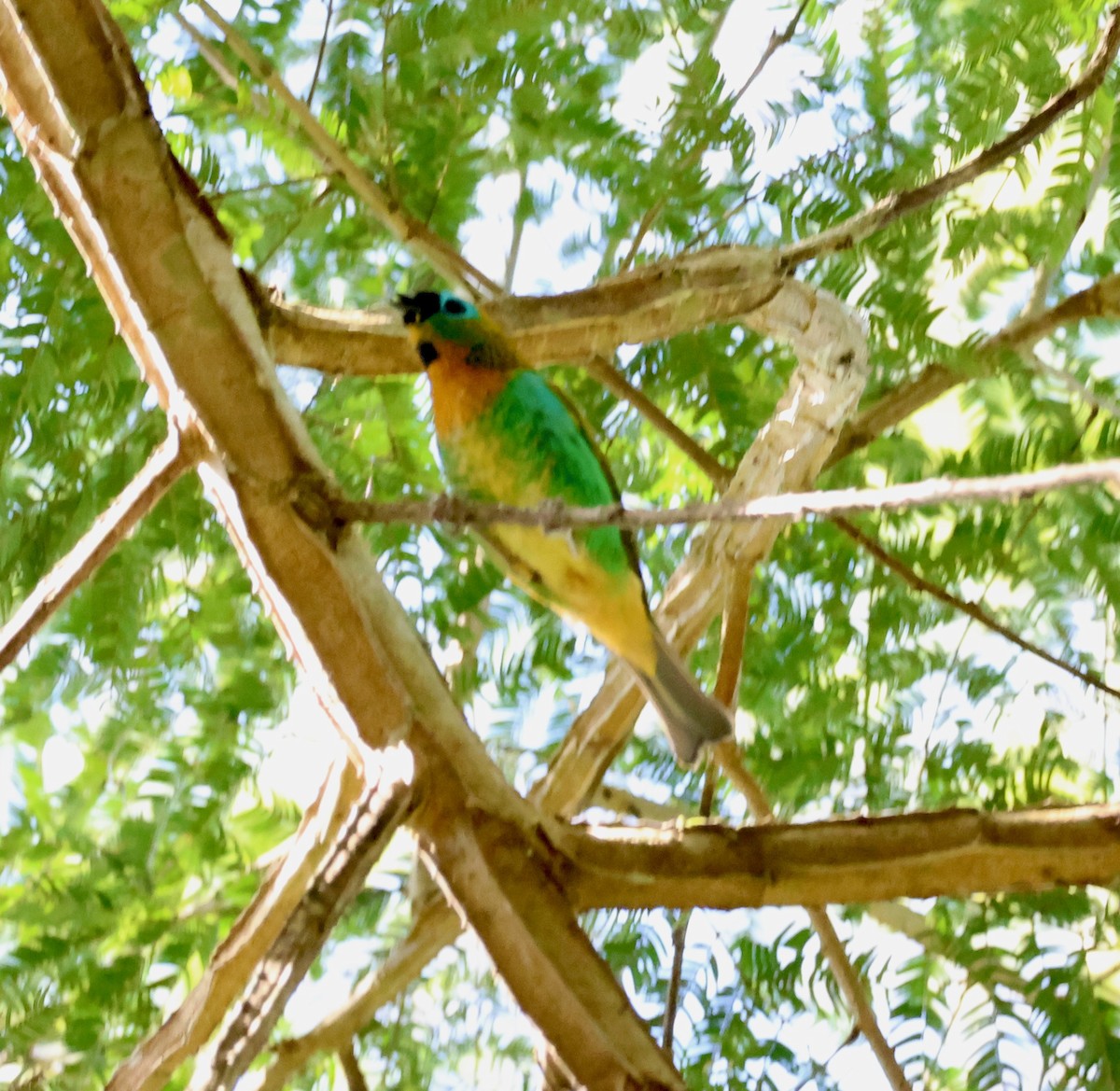 Brassy-breasted Tanager - ML640148538