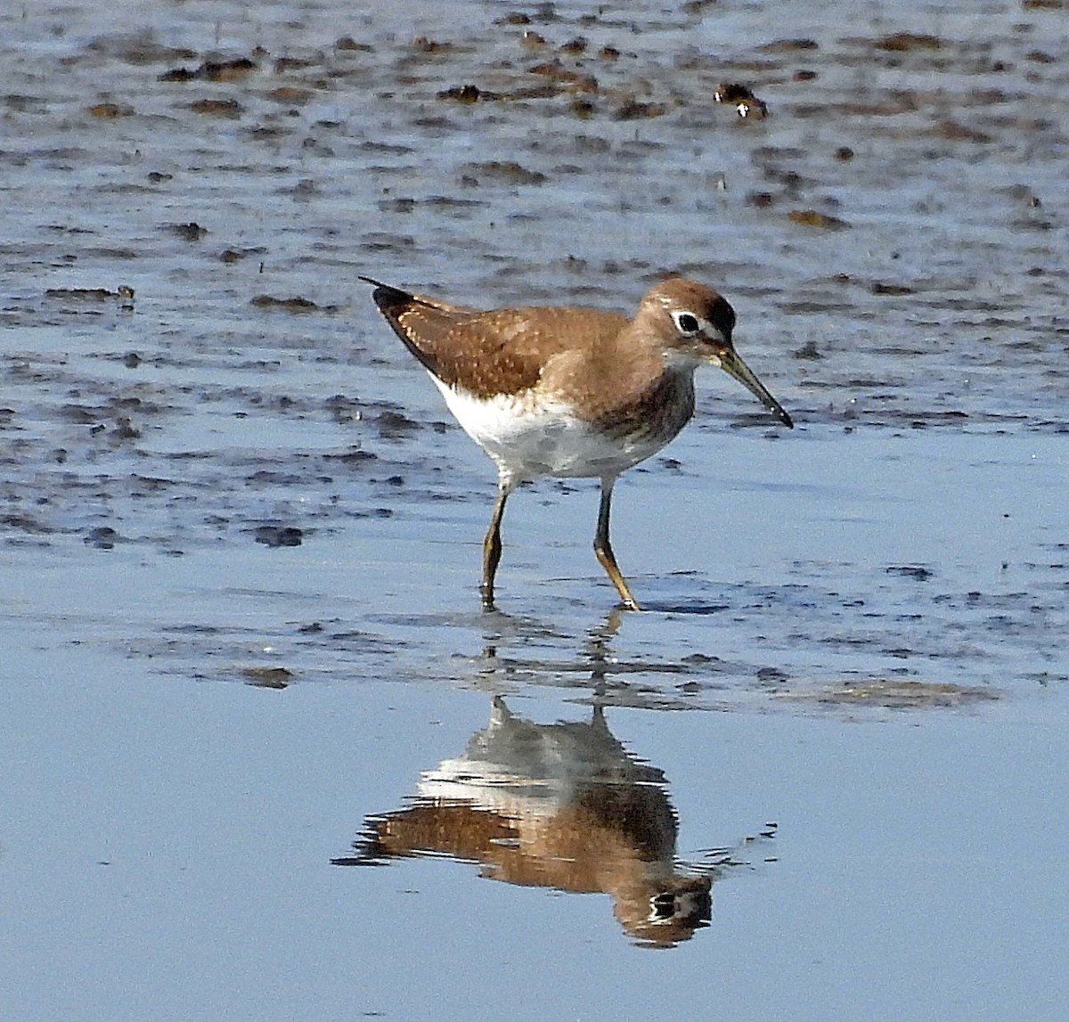 Solitary Sandpiper - ML640148544