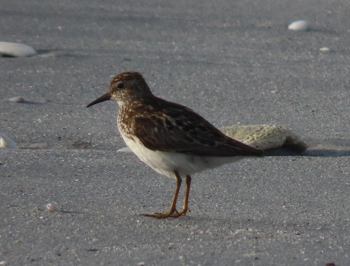 pygmésnipe - ML640148577