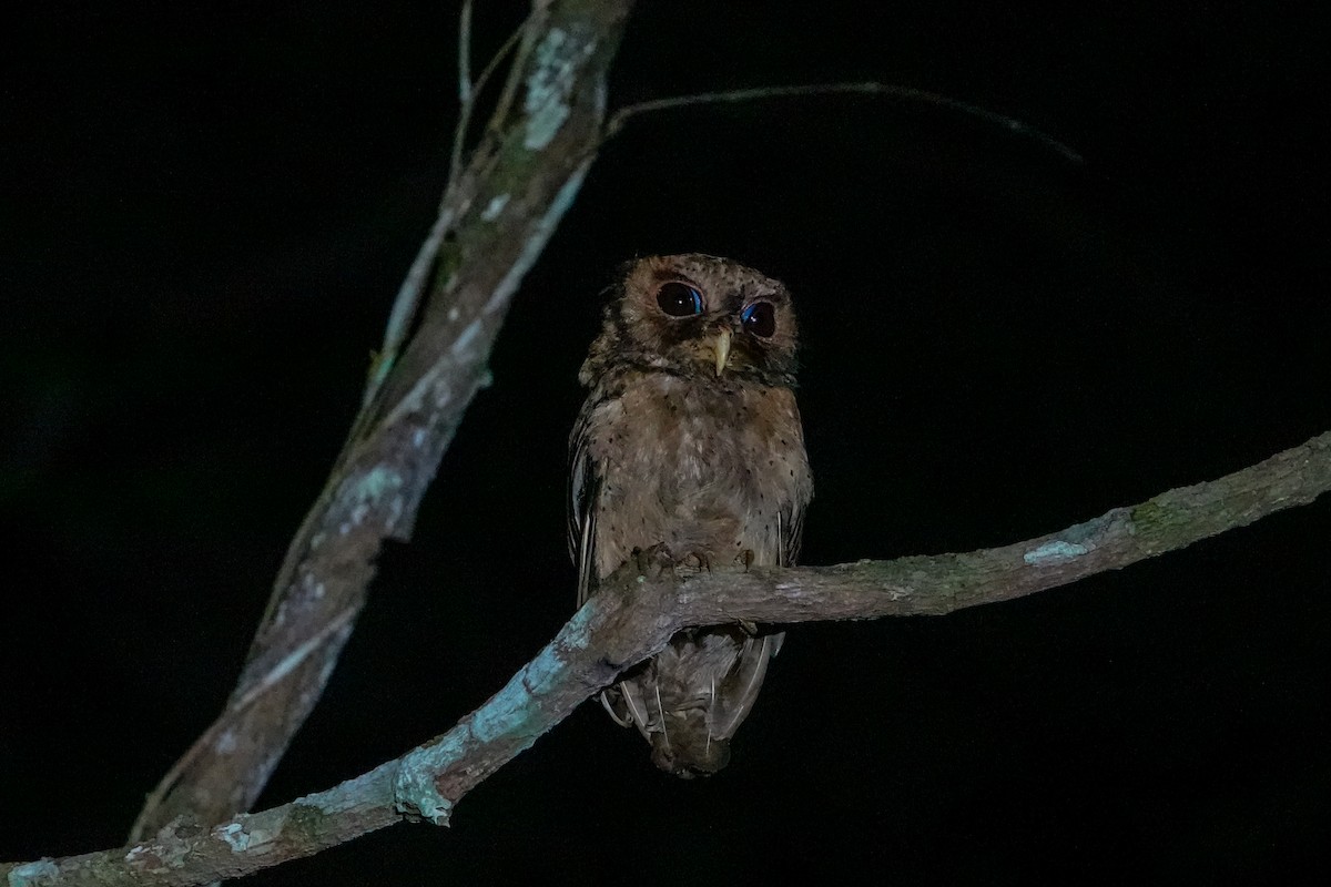 Reddish Scops-Owl - ML640148582