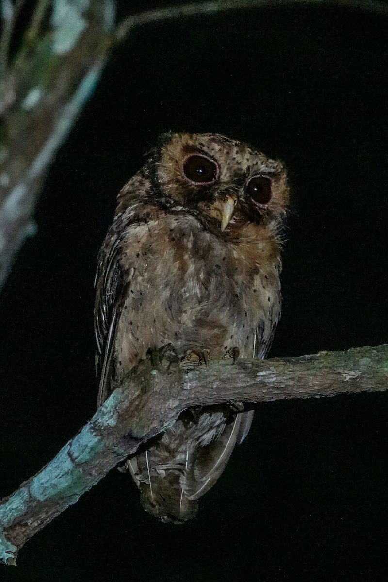 Reddish Scops-Owl - ML640148583