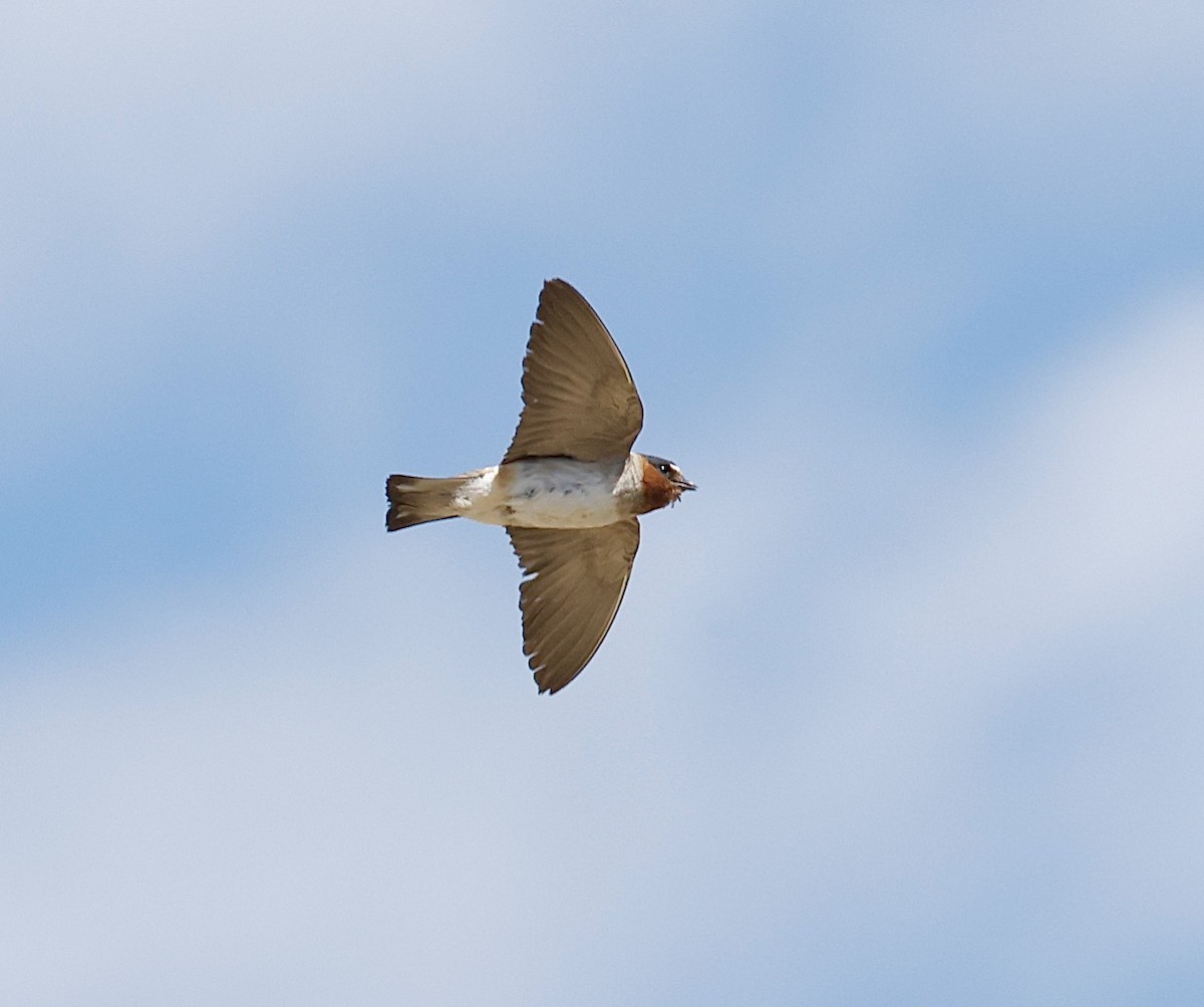 Cliff Swallow - ML640148633