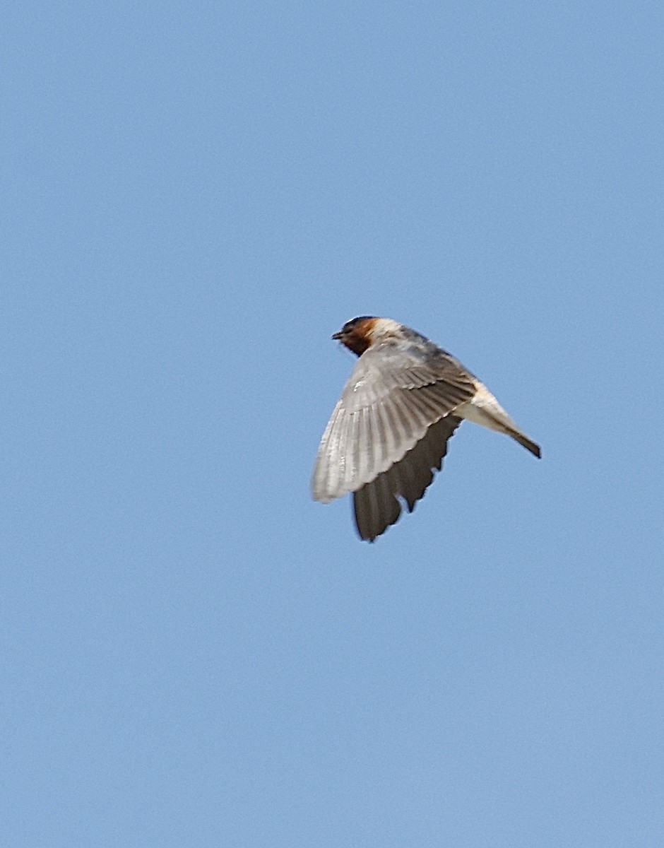 Cliff Swallow - ML640148634