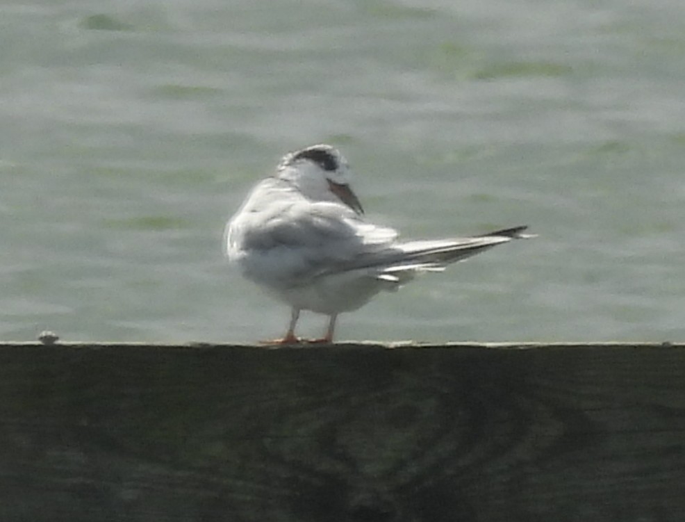 Forster's/Common Tern - ML640148637