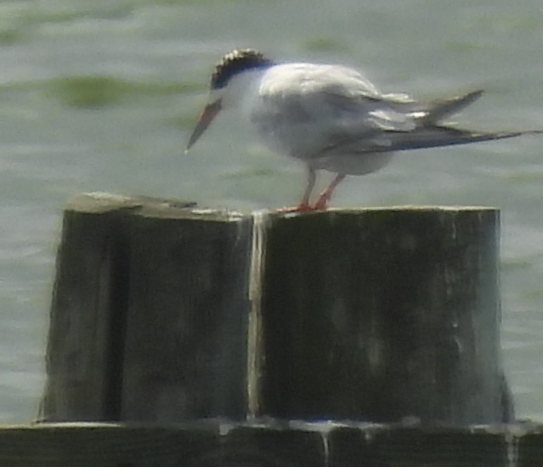 Forster's/Common Tern - ML640148645