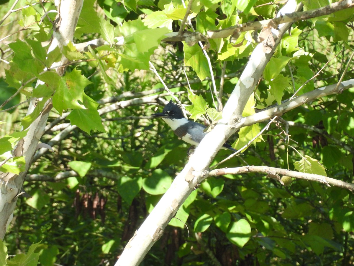 Belted Kingfisher - ML640148657