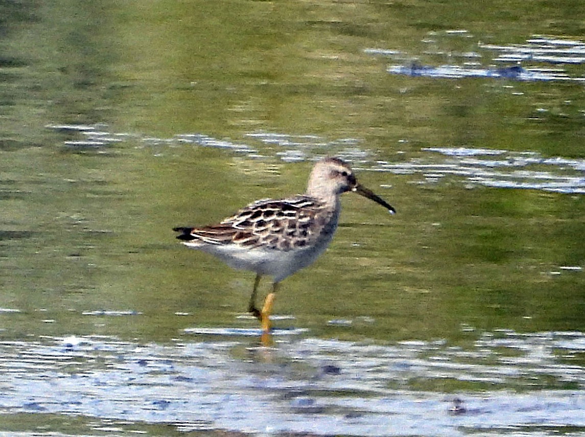 Stilt Sandpiper - ML640148659