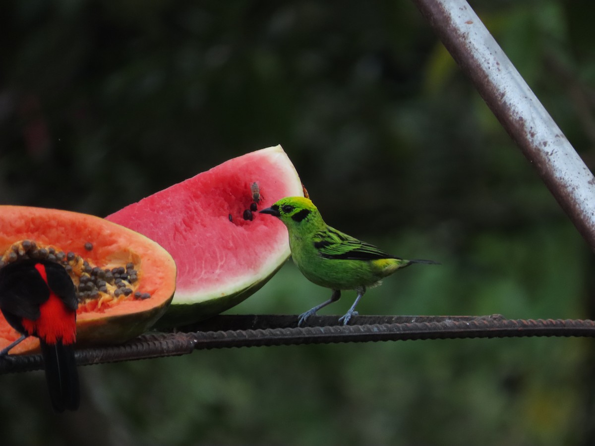 キゴシミドリフウキンチョウ - ML640148665