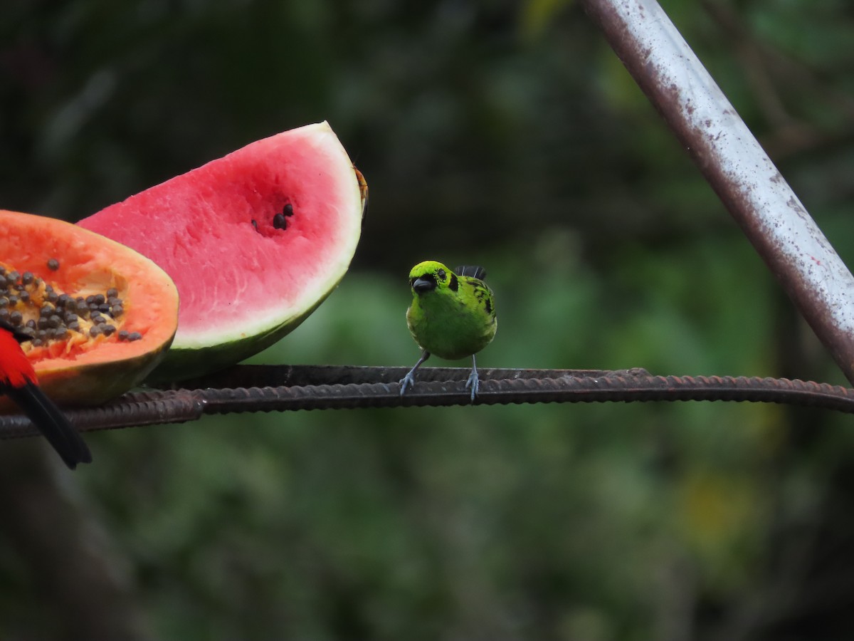 キゴシミドリフウキンチョウ - ML640148666