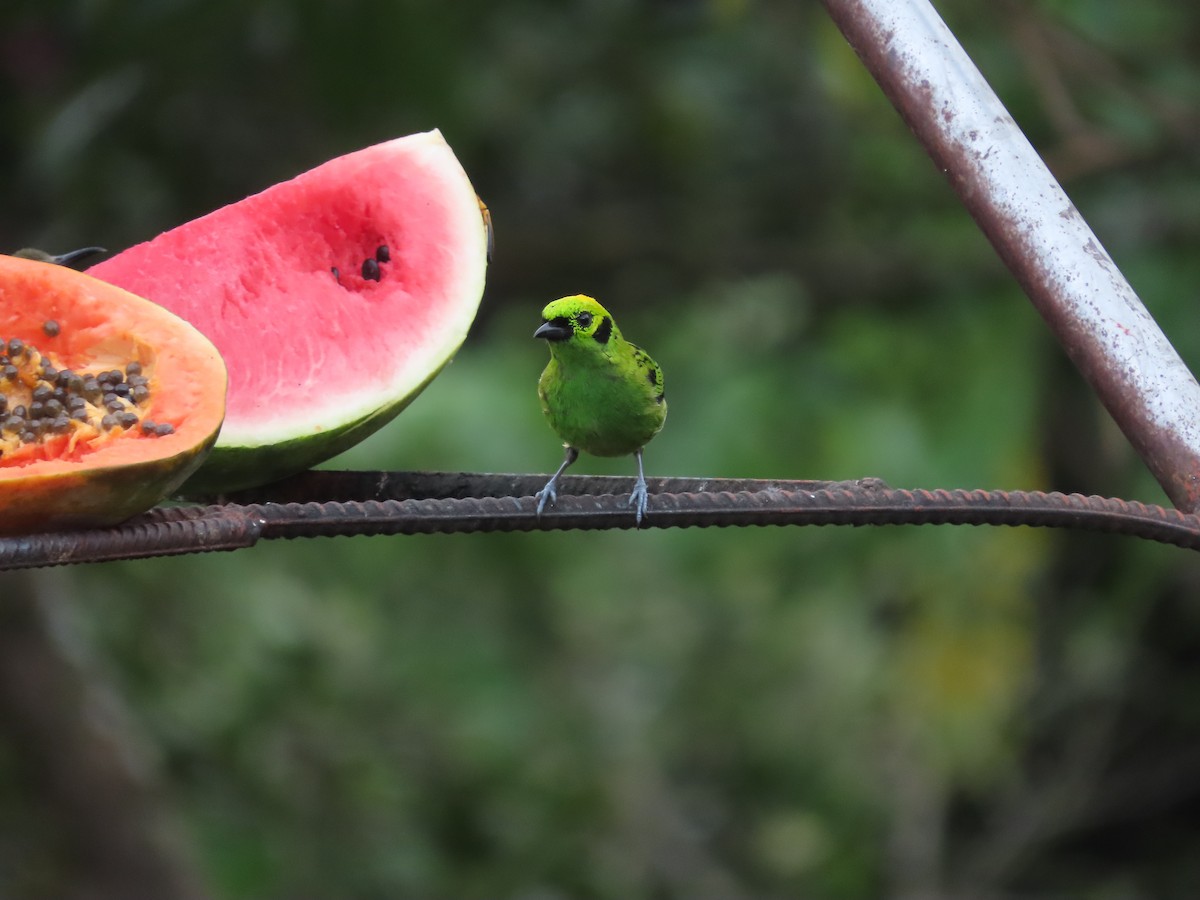 キゴシミドリフウキンチョウ - ML640148667
