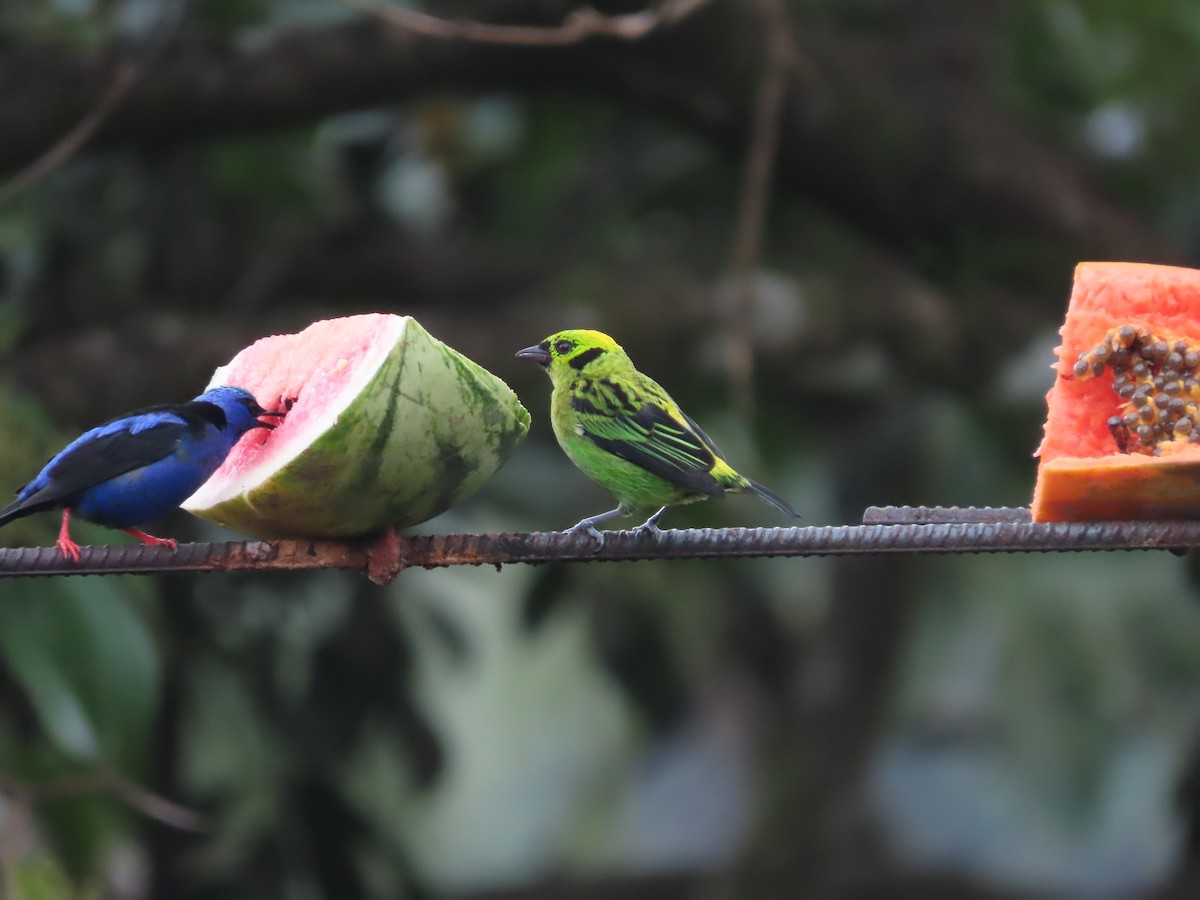 キゴシミドリフウキンチョウ - ML640148668