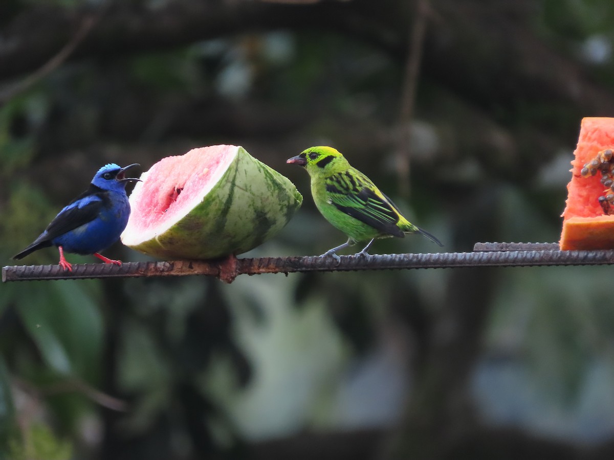 キゴシミドリフウキンチョウ - ML640148669