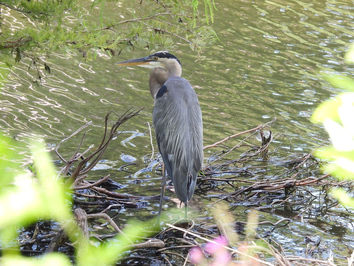 Great Blue Heron - ML640148676