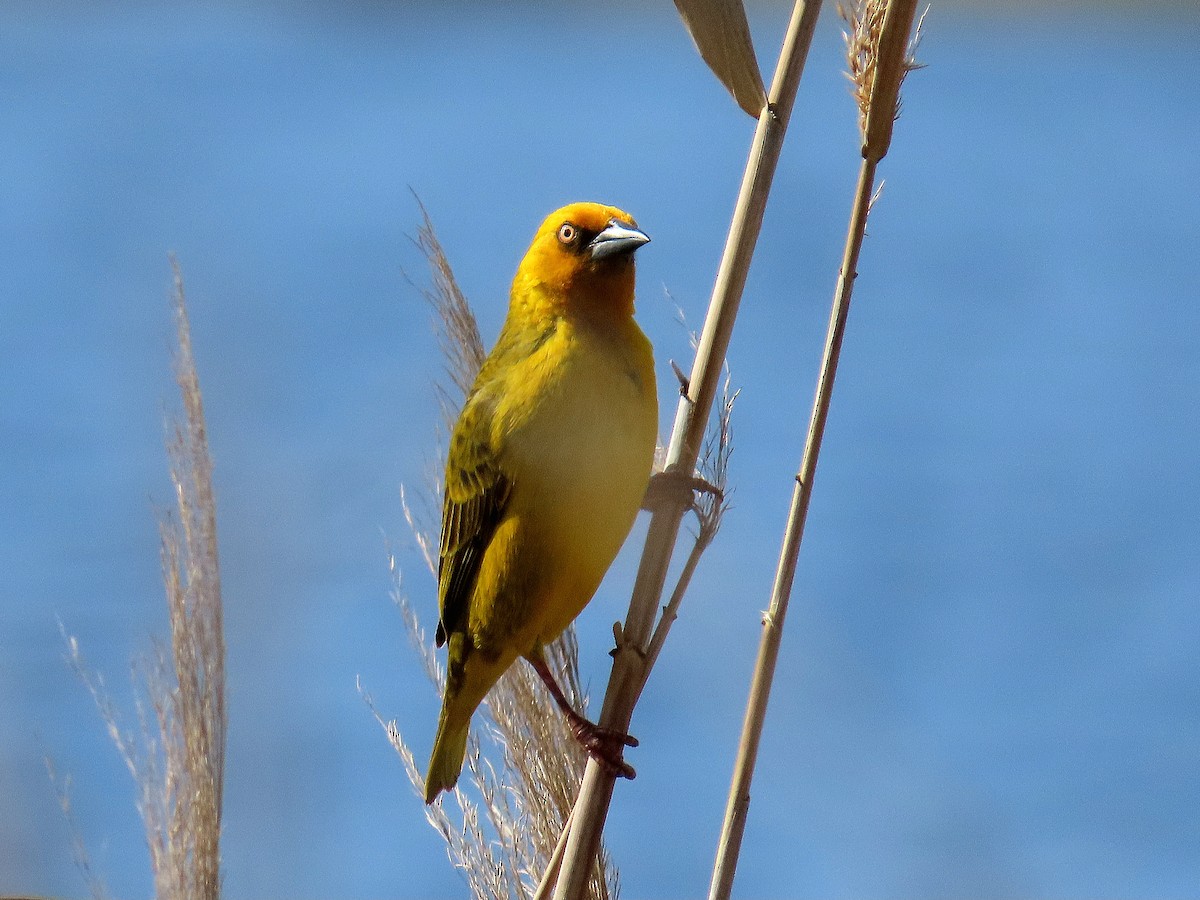 Cape Weaver - ML640148699