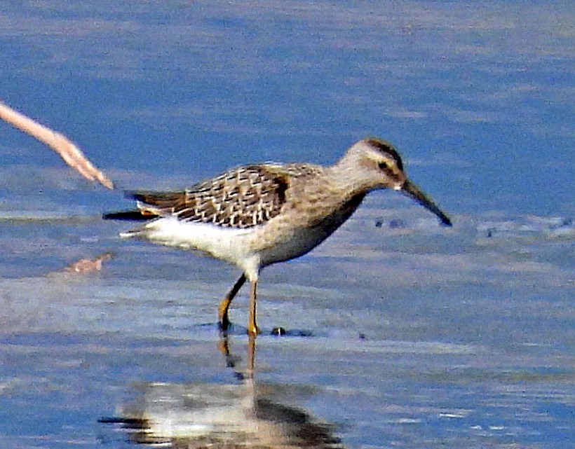 Stilt Sandpiper - ML640148702
