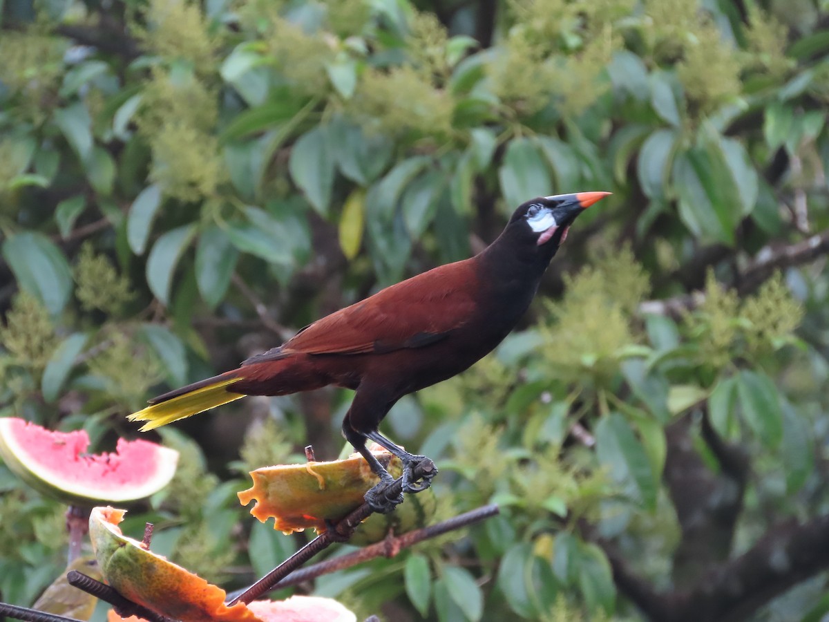 オオツリスドリ - ML640148709