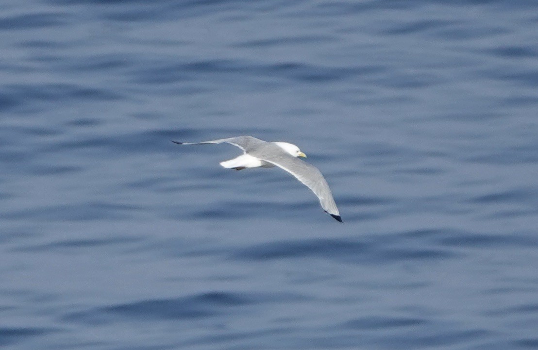 Гурван хуруут цахлай - ML640148718