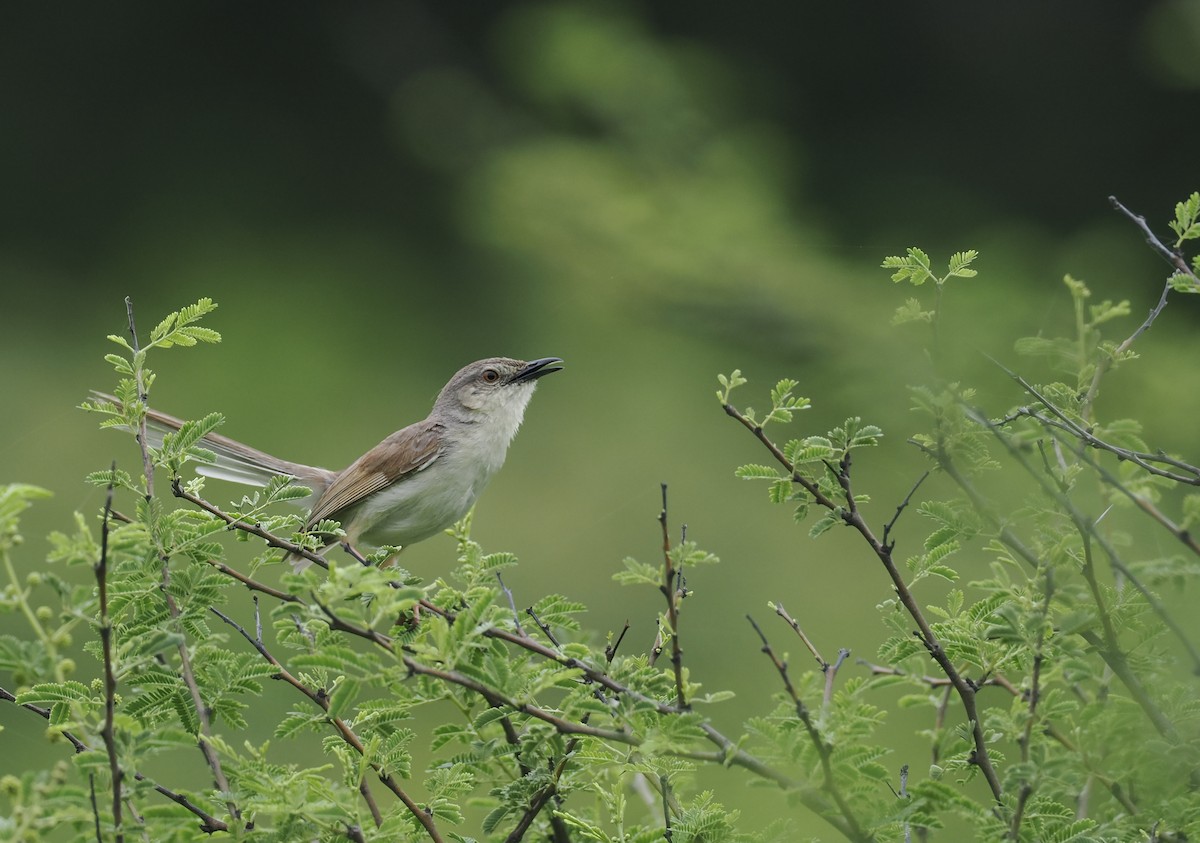 Jungle Prinia - ML640148719