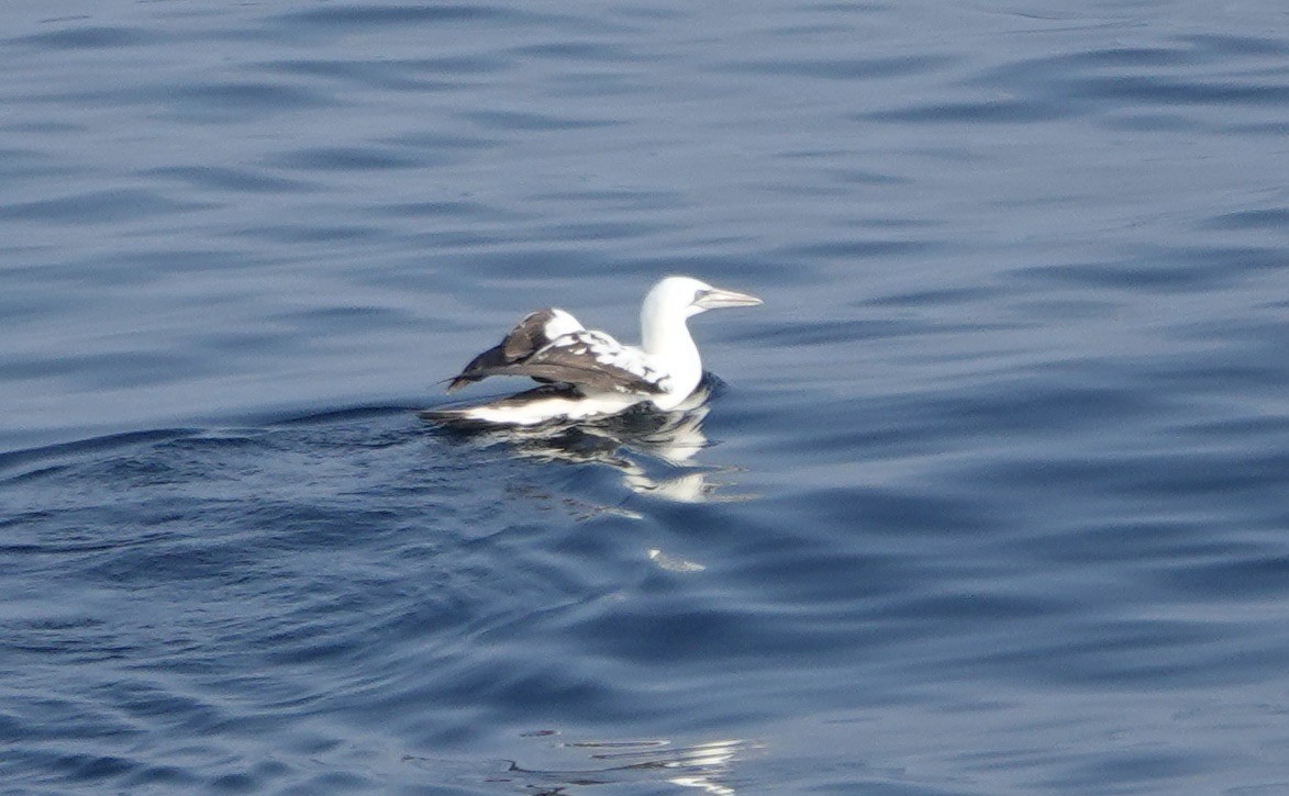 Northern Gannet - ML640148731