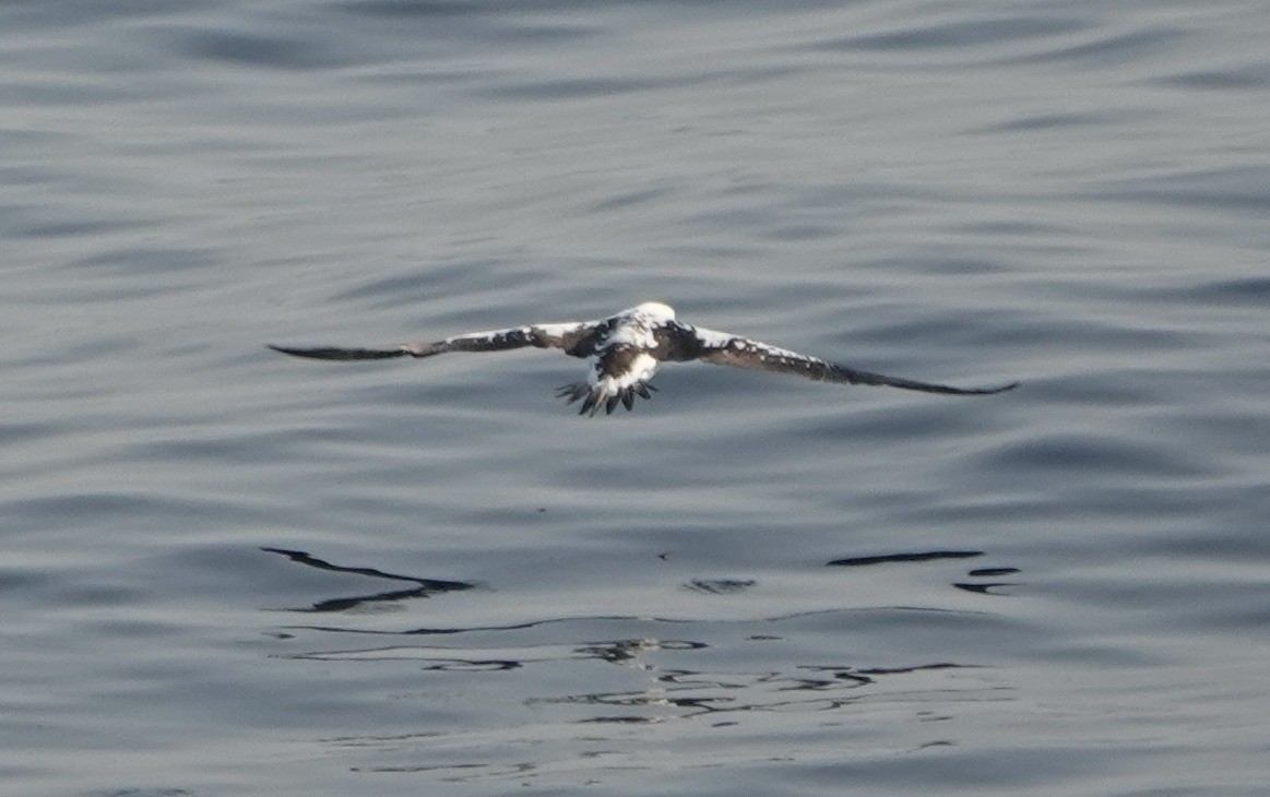 Northern Gannet - ML640148742