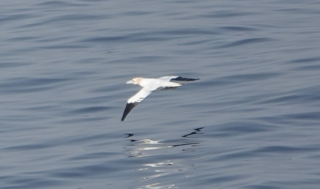 Northern Gannet - ML640148743